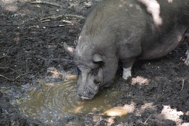 日本的横滨 日本的横滨